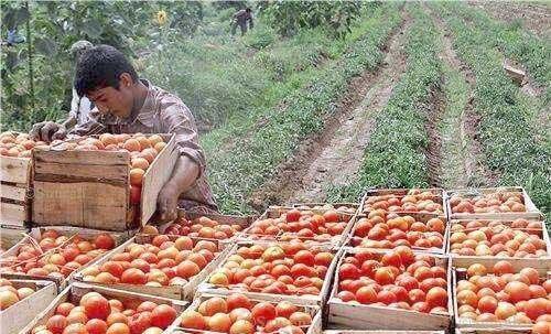 خرید حمایتی گوجه فرنگی در اردبیل