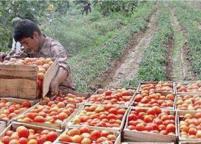 خرید حمایتی گوجه فرنگی در اردبیل