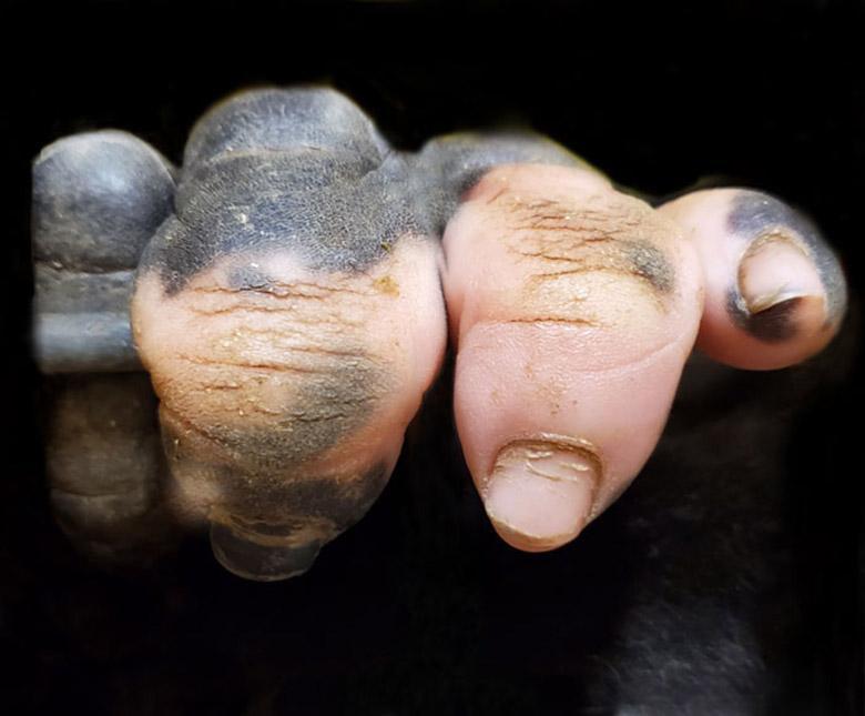 بچه گوریلی که انگشت های دستش شبیه انسان هاست!