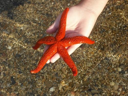 دانستنی هایی جالب درباره ستاره دریایی